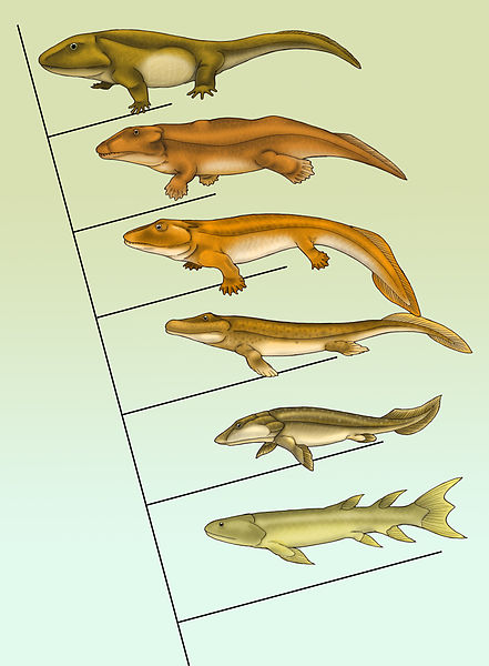 Fish (bottom) to 4-legged amphibians (top)